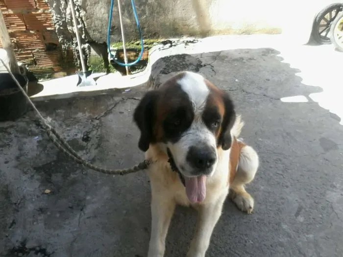Cachorro raça sao bernado idade 4 anos nome doki