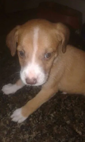 Cachorro raça Srd idade 2 a 6 meses nome Bebe batatinha