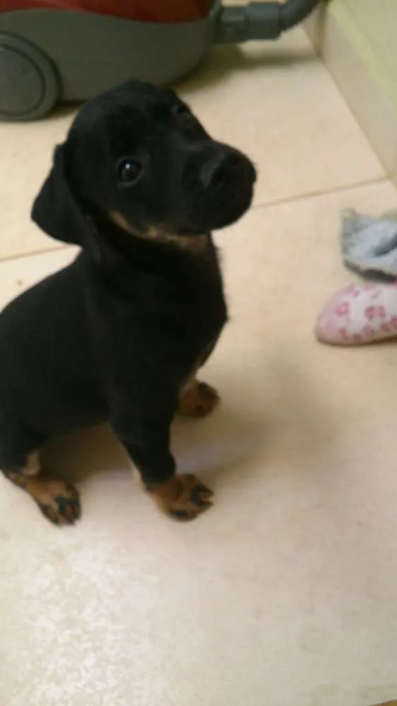 Cachorro ra a Mestiço idade Abaixo de 2 meses nome Doki e Sofia