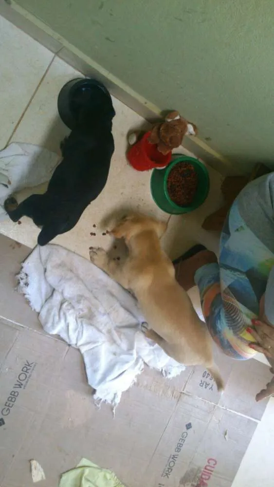 Cachorro ra a Mestiço idade Abaixo de 2 meses nome Doki e Sofia