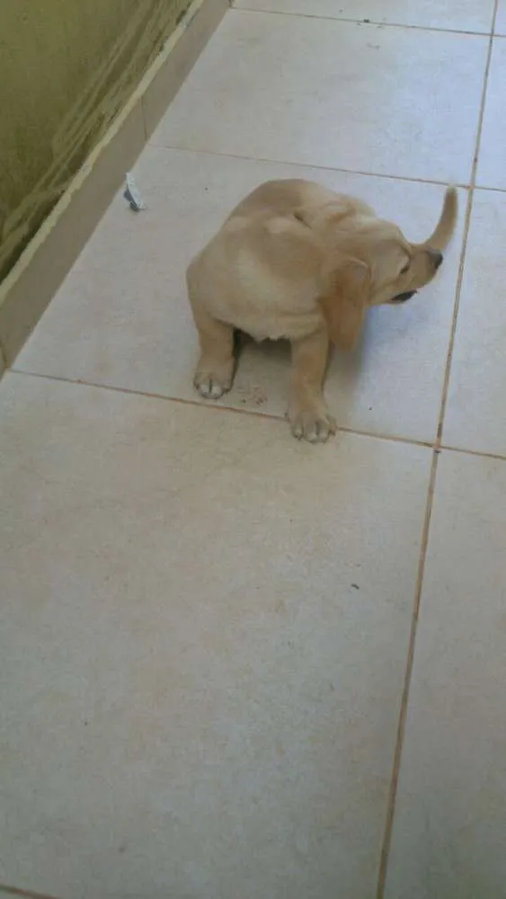 Cachorro ra a Mestiço idade Abaixo de 2 meses nome Doki e Sofia