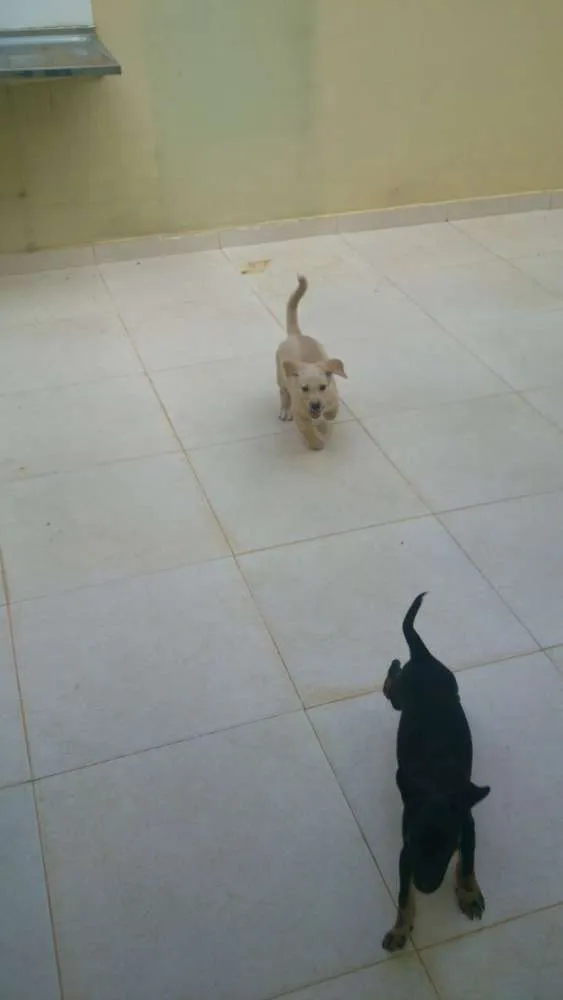 Cachorro ra a Mestiço idade Abaixo de 2 meses nome Doki e Sofia