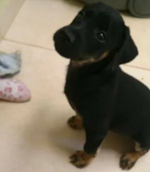 Cachorro raça Mestiço idade Abaixo de 2 meses nome Doki e Sofia