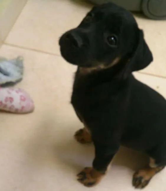Cachorro ra a Mestiço idade Abaixo de 2 meses nome Doki e Sofia