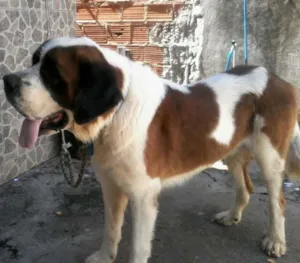 Cachorro raça sao bernado idade 4 anos nome doki