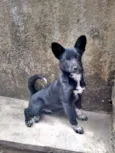 Koda