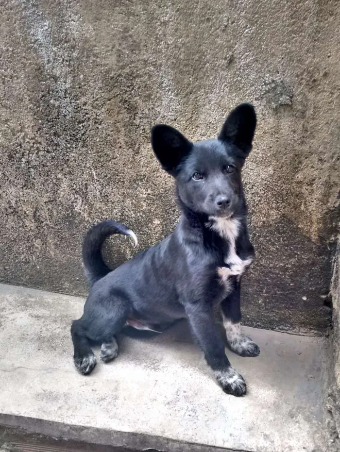 Cachorro ra a Vira lata idade 7 a 11 meses nome Koda
