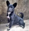 Koda