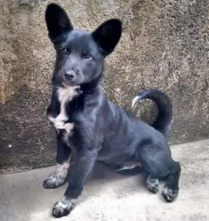 Cachorro raça Vira lata idade 7 a 11 meses nome Koda