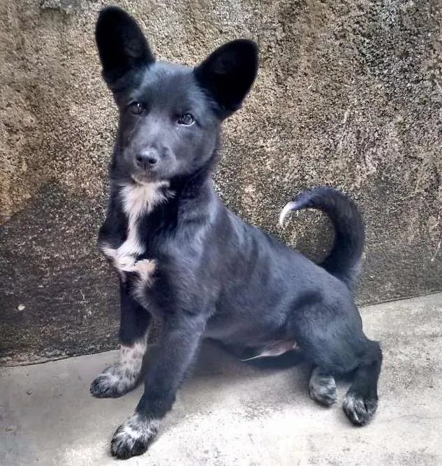 Cachorro ra a Vira lata idade 7 a 11 meses nome Koda