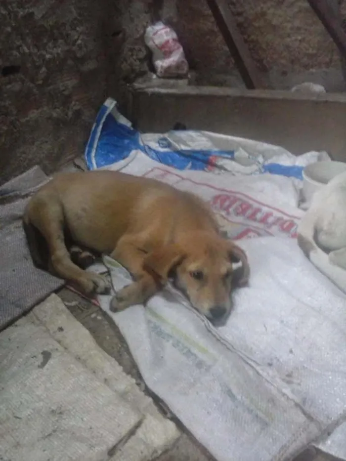 Cachorro raça Vira Lata idade 2 a 6 meses nome Billy