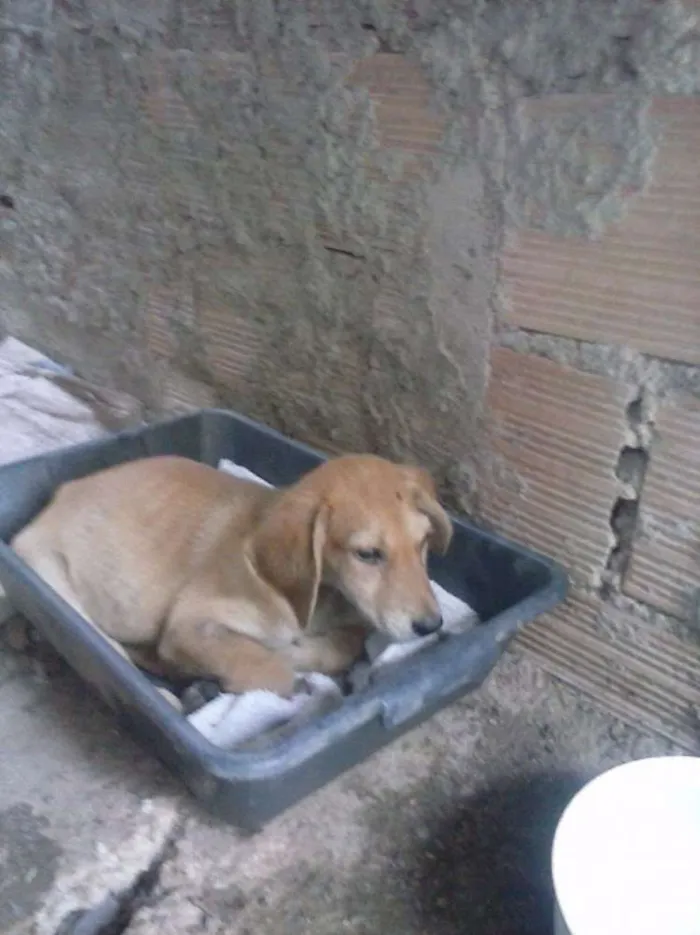 Cachorro raça Vira Lata idade 2 a 6 meses nome Billy