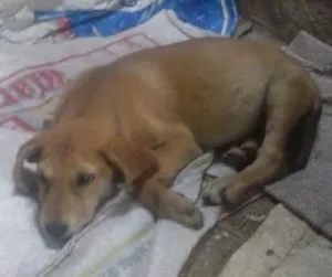 Cachorro raça Vira Lata idade 2 a 6 meses nome Billy