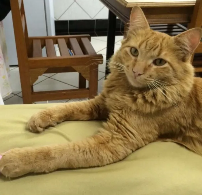 Gato ra a SRD idade 1 ano nome Caramelo