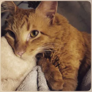 Gato raça SRD idade 1 ano nome Caramelo