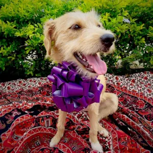 Cachorro raça SDR idade 2 anos nome Aninha