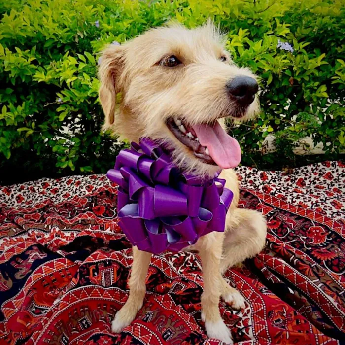 Cachorro ra a SDR idade 2 anos nome Aninha