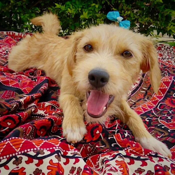 Cachorro ra a SDR idade 2 anos nome Aninha