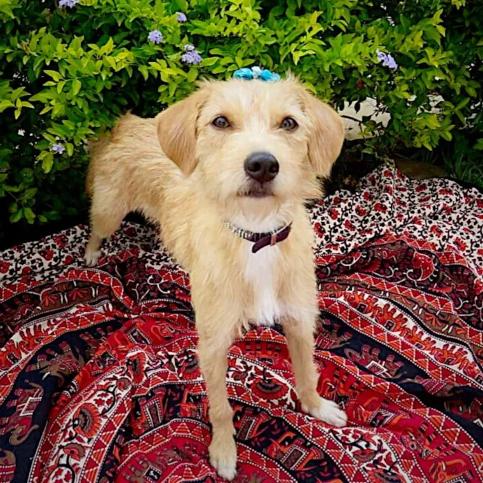 Cachorro ra a SDR idade 2 anos nome Aninha