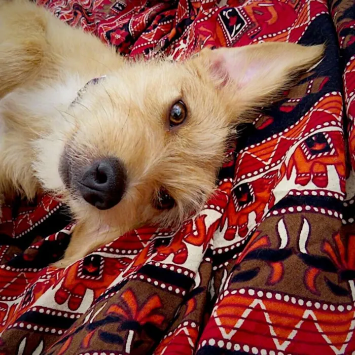 Cachorro ra a SDR idade 2 anos nome Aninha