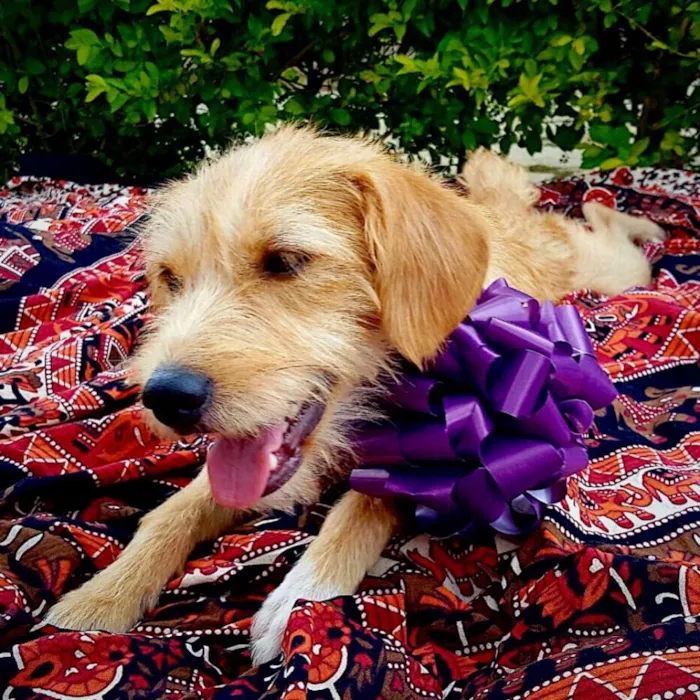 Cachorro ra a SDR idade 2 anos nome Aninha