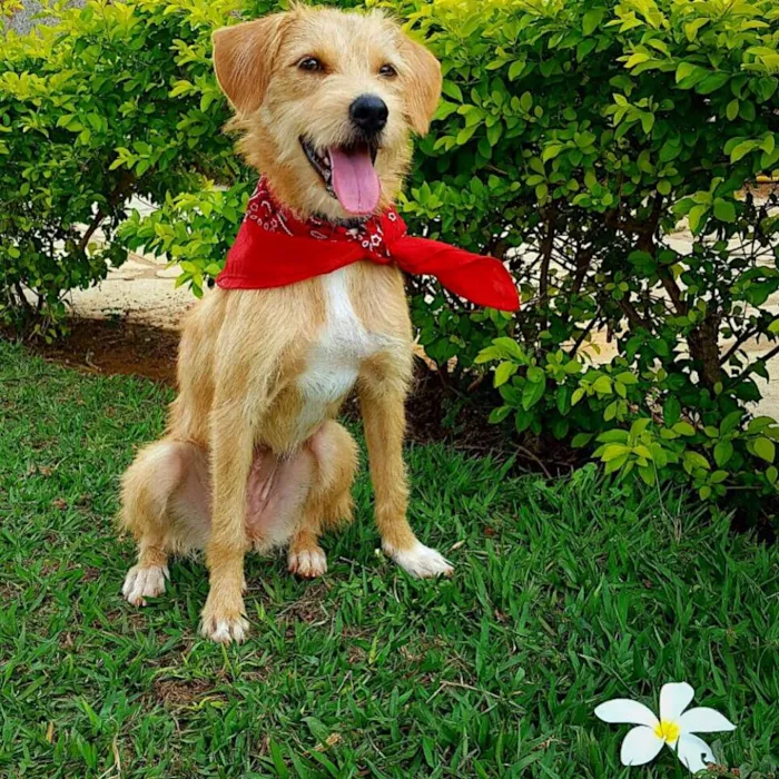 Cachorro ra a SDR idade 2 anos nome Aninha