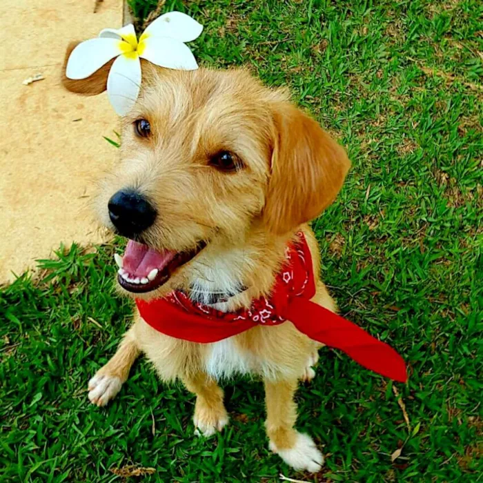 Cachorro ra a SDR idade 2 anos nome Aninha