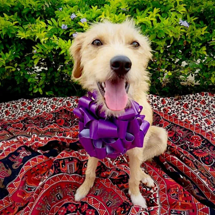Cachorro ra a SDR idade 2 anos nome Aninha