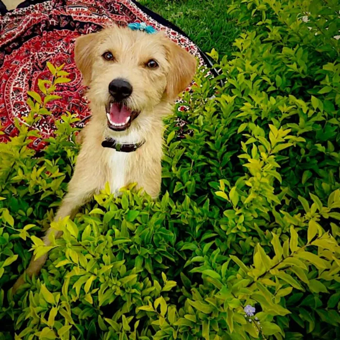 Cachorro ra a SDR idade 2 anos nome Aninha