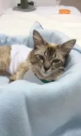 GATA CARINHOSA