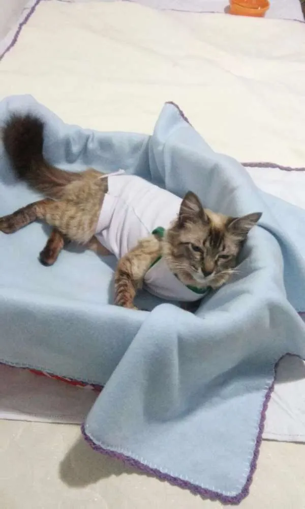 Gato ra a SRD idade 2 a 6 meses nome GATA CARINHOSA