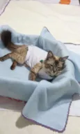GATA CARINHOSA