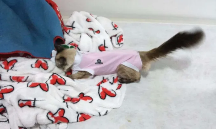 Gato ra a SRD idade 2 a 6 meses nome GATA CARINHOSA