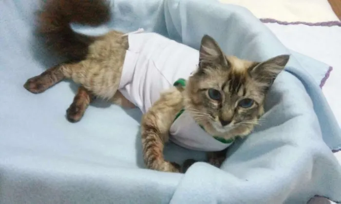 Gato ra a SRD idade 2 a 6 meses nome GATA CARINHOSA