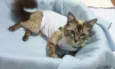 GATA CARINHOSA
