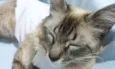 GATA CARINHOSA