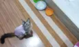 GATA CARINHOSA