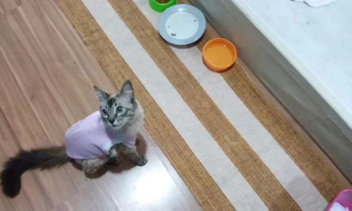 Gato ra a SRD idade 2 a 6 meses nome GATA CARINHOSA