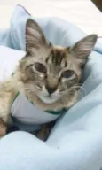 GATA CARINHOSA