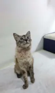 GATA CARINHOSA