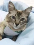 GATA CARINHOSA
