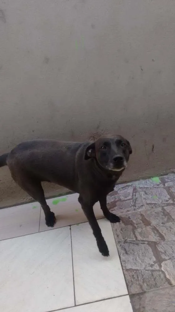 Cachorro ra a  idade 4 anos nome Pantera