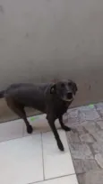 Pantera