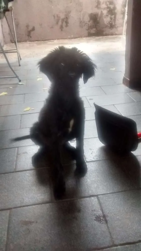 Cachorro ra a Vira lata  idade 2 a 6 meses nome Chorão 