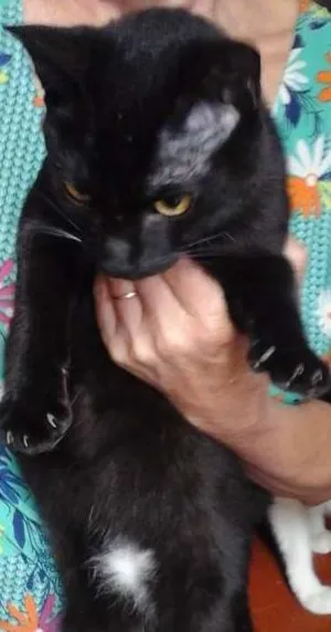 Gato raça SRD idade 1 ano nome Lia