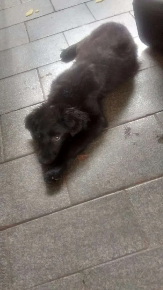 Cachorro ra a Vira lata  idade 2 a 6 meses nome Chorão 
