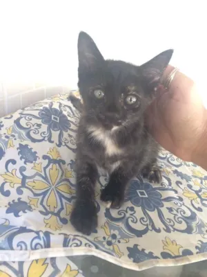 Gato raça  idade 2 a 6 meses nome Duda