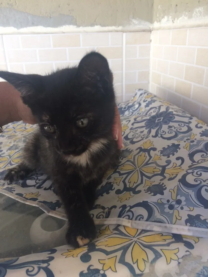 Gato raça  idade 2 a 6 meses nome Maria
