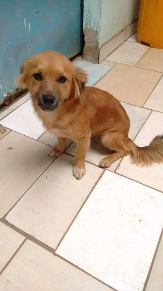 Cachorro ra a vira lata idade 2 a 6 meses nome nenhum