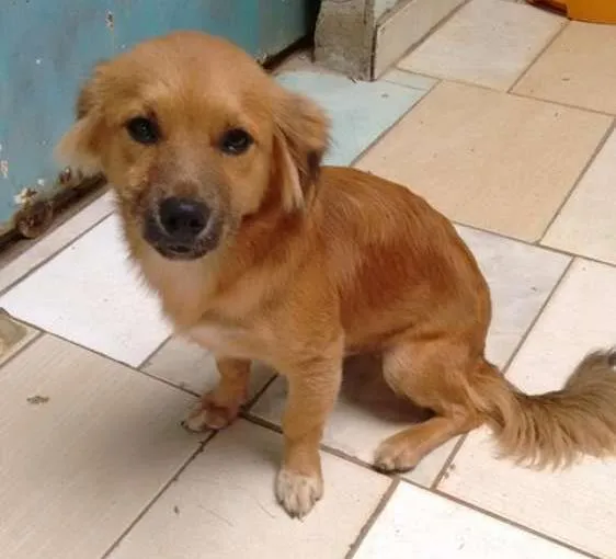 Cachorro ra a vira lata idade 2 a 6 meses nome nenhum